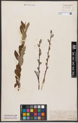 Foto von Salix aurita L. x Salix repens L.